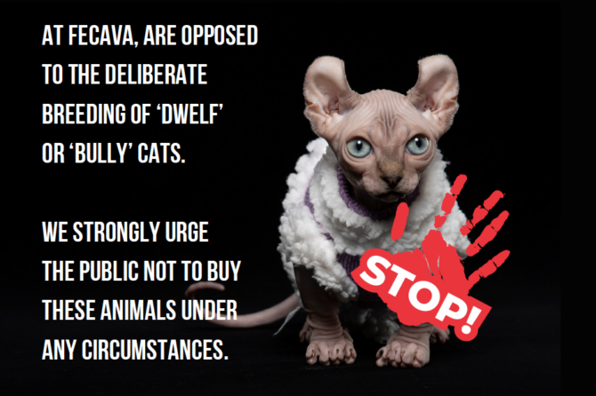 FECAVA Statement Against ‘Dwelf’ or ‘bully’ cats