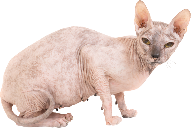 Dutch Breeding Ban for Hairless Cats