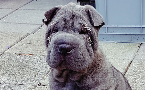 First breeder of Shar-Pei dogs penalized by the NVWA